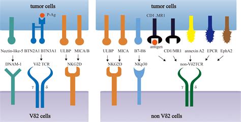 alpha beta t cells|TCR Signaling Circuits in αβ/γδ T Lineage Choice.